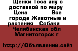 Щенки Тоса-ину с доставкой по миру › Цена ­ 68 000 - Все города Животные и растения » Собаки   . Челябинская обл.,Магнитогорск г.